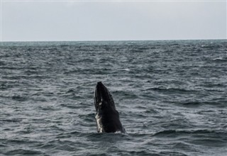 Humpback whale - 09.07.2013